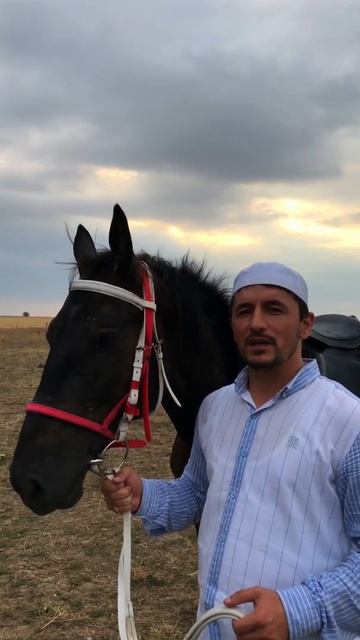 31 августа день лошади.