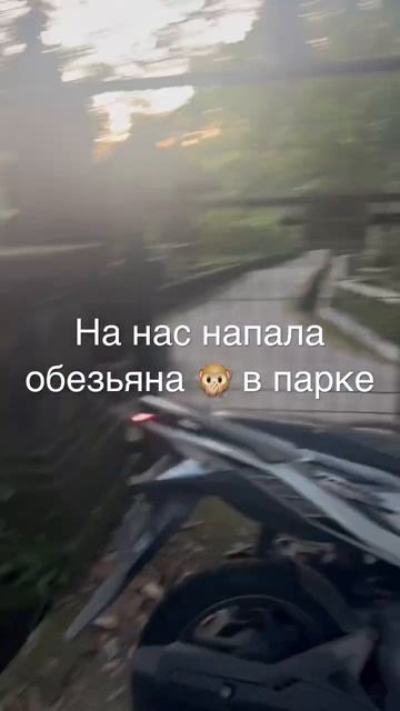 Парк обезьян на Бали! На нас напала обезьяна 😂✊ #бали #обезьяны #парк #бали смотреть онлайн