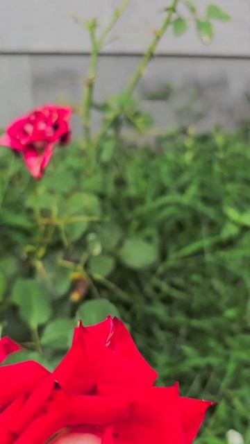 🌺🌺🌺 Розы у забора‼️🌺🌺🌺 #цветы #красивыецветы #с смотреть онлайн