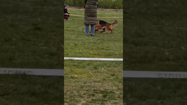 1 Отл. КЧК САХАРА +++ №80 2 часть / КЧК ЧЕЛЯБИНСК 3 мая`25 I.Radulovic Моно нем.овчарок