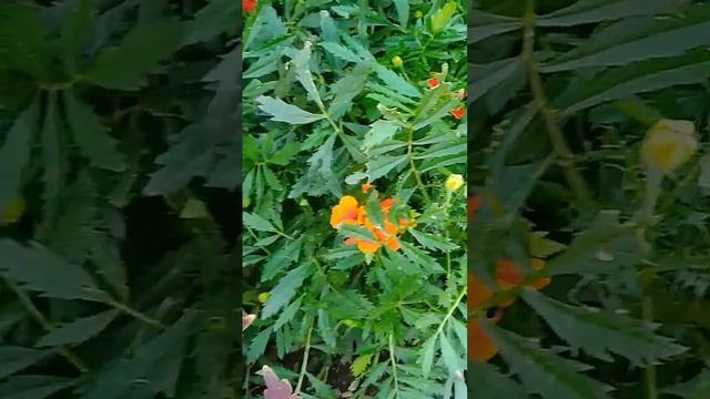 Во саду ли, в огороде.. ♥️ #shorts #short смотреть онлайн