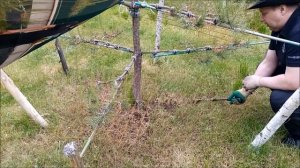 Как выполняется комплексная подкормка сосны ниваки: у