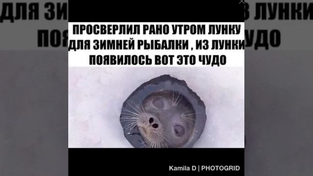 Смешные фото