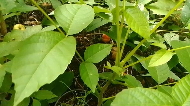 Саженец грецкого ореха. 01.08.2023 смотреть онлайн