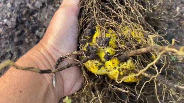 Лилия Мартагон смотреть онлайн