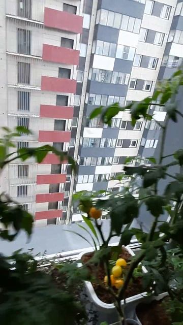 Перцы дома дозревают, огород на балконе, 7 октября смотреть онлайн