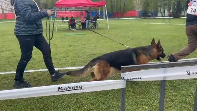 МОЛОДЫЕ СУКИ / КЧК СМОЛЕНСК 1 мая`25 Е.Силаева Моно немецких овчарок