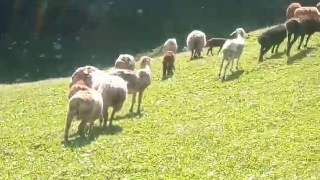 Максат инибиз (арашан) койлорун багып жайлоодо