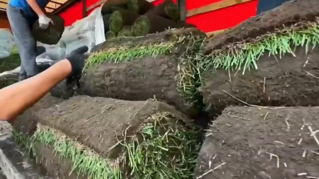 Везем рулонный газон напрямую с питомника. ЛетоМаркет смотреть онлайн