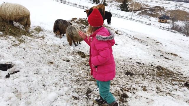 Гармонія мешканців Карпат. Полонина під горою Ігрець.
