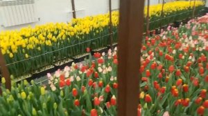 Как сохранить луковицы от тюльпанов до посадки в грун?