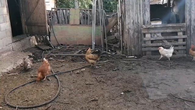 Мои курочки и мускусные утки / Какие планы у меня на них? / Помесные куры, какая яйценоскость? смотреть онлайн