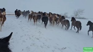 Табунное коневодство Десятая подкормка. отём и обзор ?