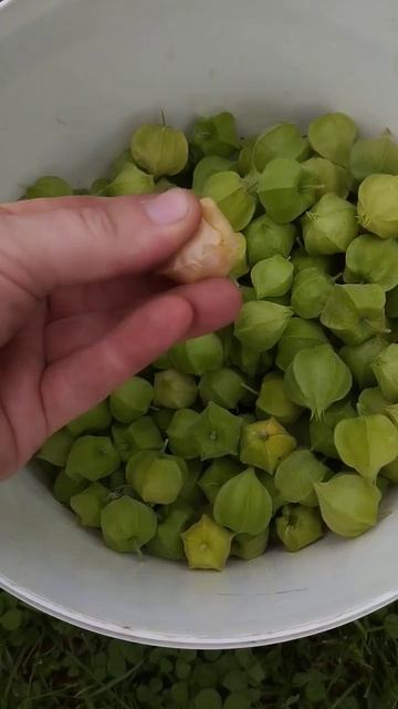 Сняла физалис ☺️ #сад #физалис #огород #дачные #дача #г?