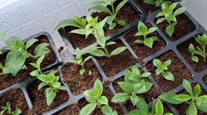 Как вырастить метельчптые гортензии из черенков.