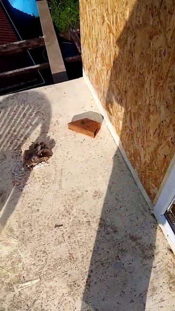 Зеленый Огородной Космос