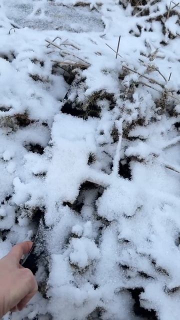 открыт предзаказ на саженцы хвойных и ягодных растени смотреть онлайн