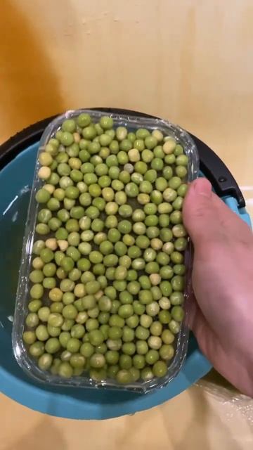 Самый быстрый способ посадить горох на субстрат из ва? смотреть онлайн