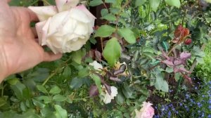 Плетистые розы: Пьер де Ронсар, Аляска, Цикламен Пьер д