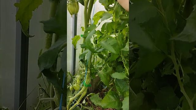 Разный подход к обрезке томатов . Продолжение . Парник смотреть онлайн