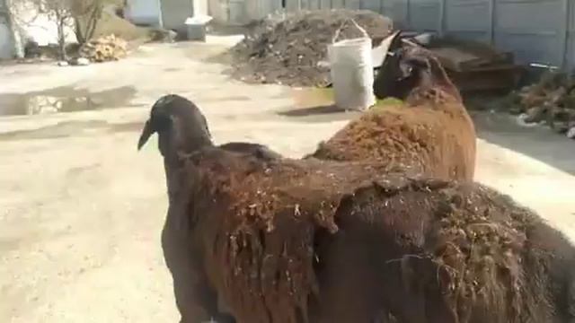 Ауган кошкарлар 1000$ 2 жасар ☎️90  386 02 00