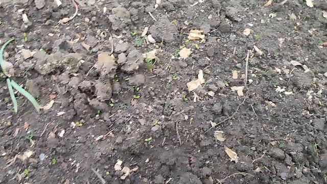 Зацвела Бугенвиллея ,посеяла огурцы ,высадили помидор смотреть онлайн