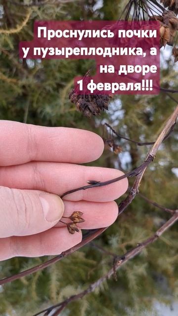 Проснулись почки у пузыреплодника в феврале #многолет смотреть онлайн