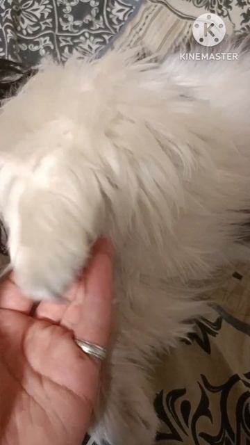 Щенок Шит-су #funny #funnydogs #lol #хехе ##собака #dog #love #