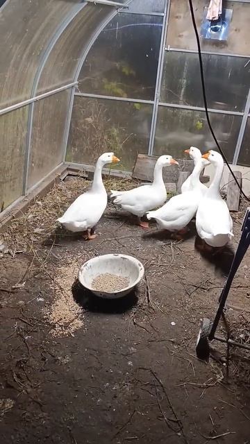 Осенне зимнее применение теплицы смотреть онлайн