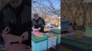 Подкормка пчел Медом, зимой, в феврале.