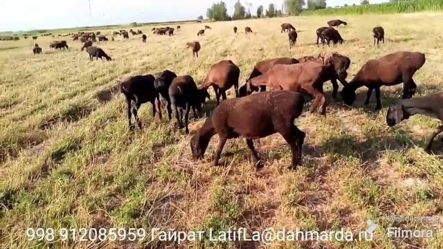 Гиссарские овцы племенного ф/х Жамол Раис Джизакской обл. Заминский район, Узбекистан