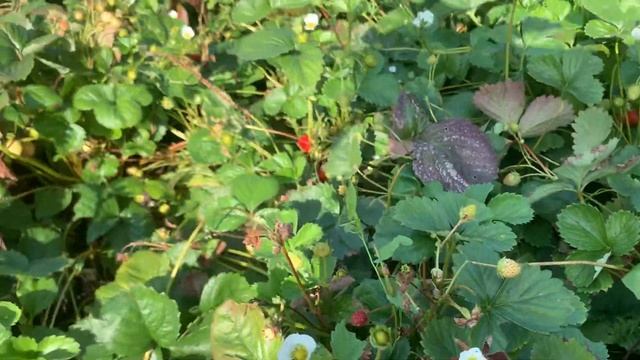 В огороде убрала ботву томатов,муж спахал,сколько сто? смотреть онлайн