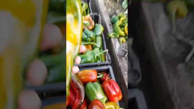 Собираю финальный урожай перца #garden #огород #дача #сад # смотреть онлайн