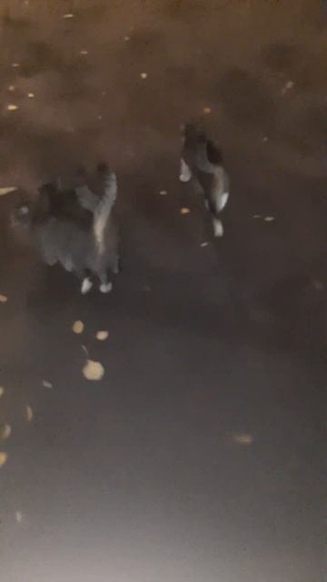 Пришла кормить бездомных кошек смотреть онлайн