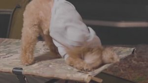 RYUCAMP .  Camp Fire Pork Velly BBQ . Wood Stove ASMR