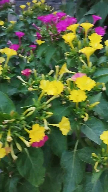 мой сад и огород))))))) смотреть онлайн