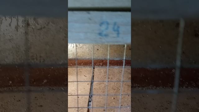 Наше хозяйство. Курятник.