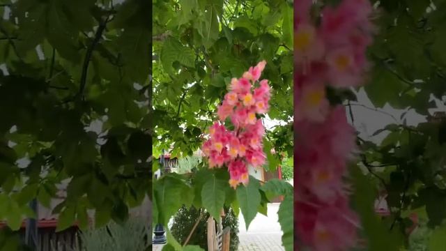 #краснодарскийкрай #новороссийск #отдых #кузнецова #shor смотреть онлайн