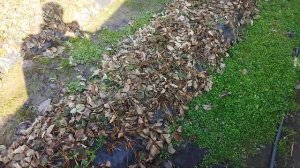 Первые работы на клубнике, зачистка кустов после зимы,