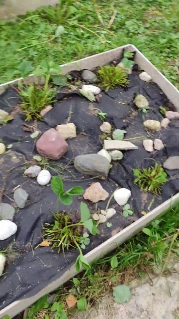 Осеняя обработка клубники 9 сентября 2023 г. смотреть онлайн