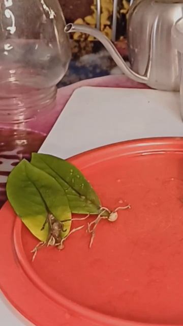 Как быстро растет замиокулькас. Лист долларового дере смотреть онлайн