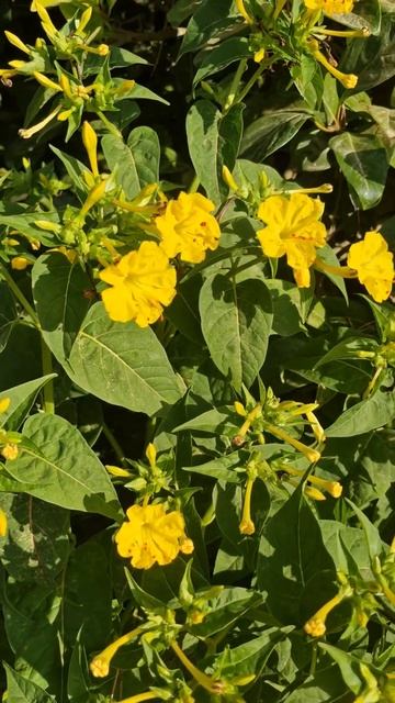 мирабилис #цветы смотреть онлайн