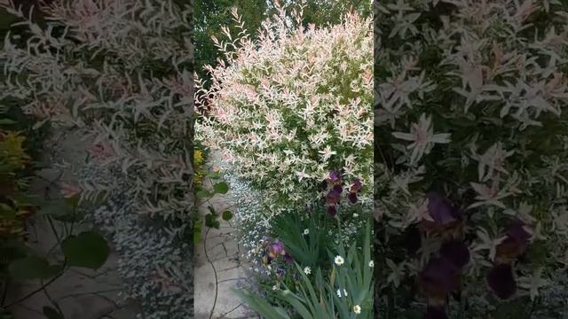 ИВА ХАКУРО- НИШИКИ В МОЕМ САДУ.. смотреть онлайн