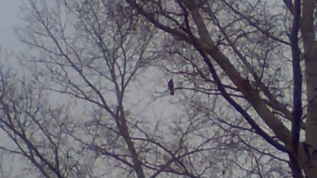 Ворона ржет!!!