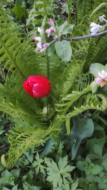 Цветочек Аленький.mp4