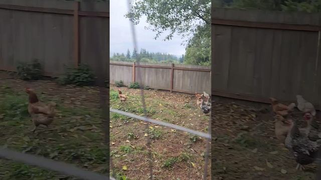 Chicken Coop 🇺🇸| Курятник а Америке| Простая Жизнь Без Пон? смотреть онлайн