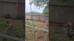 Chicken Coop 🇺🇸| Курятник а Америке| Простая Жизнь Без Пон?