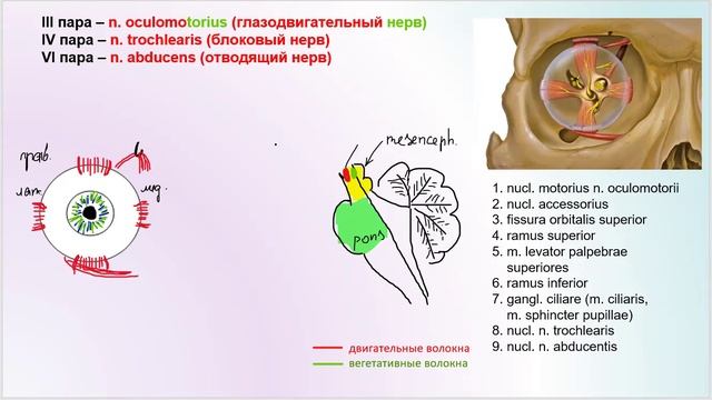 III, IV, VI пары черепных нервов