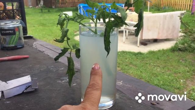 Сейчас самое время сделать это с томатами/ Пасынки вас порадуют зимой смотреть онлайн