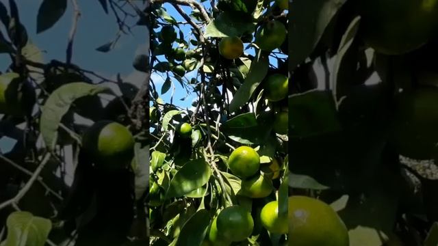 Мандариновый Рай #отдых #travel #flowers #love #abhazia #abhazya смотреть онлайн